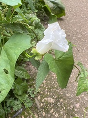 Calystegia silvatica
