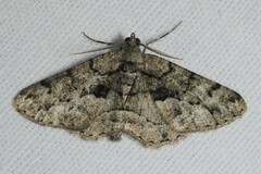 Peribatodes ilicaria