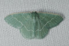 Phaiogramma etruscaria