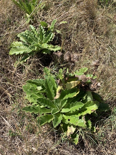 Cirsium boninense iNat (2)