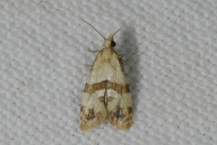 Phalonidia contractana