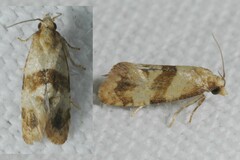 Phalonidia contractana