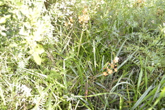 Bulbine frutescens