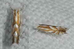 Phyllonorycter