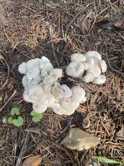 Marasmiellus candidus