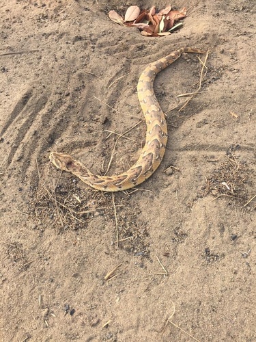 Puff Adder