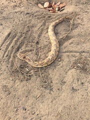 Bitis arietans