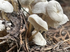 Marasmiellus candidus