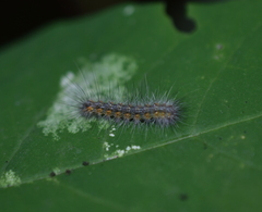 Spilosomina