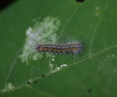 Spilosomina
