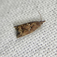Tortricoidea