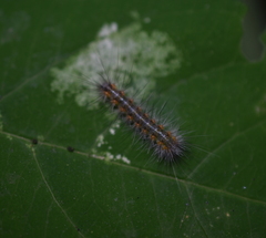 Spilosomina