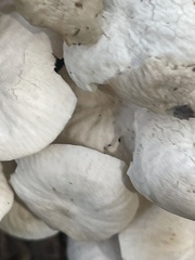 Marasmiellus candidus