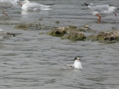 Sterna hirundo