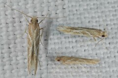 Pyroderces argyrogrammos