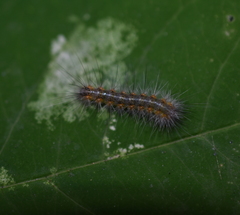 Spilosomina
