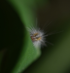 Spilosomina