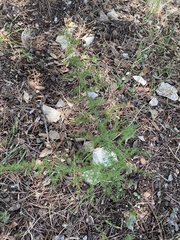 Asparagus acutifolius