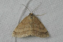 Scopula rubiginata