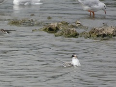 Sterna hirundo