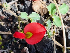 Kennedia prostrata