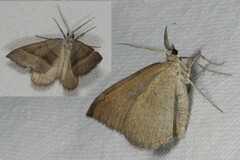 Scotopteryx