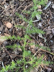 Asparagus acutifolius