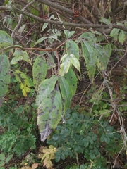 Sambucus racemosa