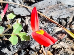 Kennedia prostrata