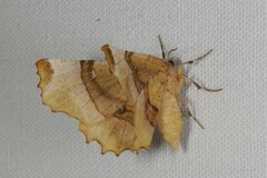 Selenia lunularia