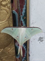 Actias selene
