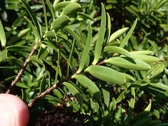 Veronica strictissima