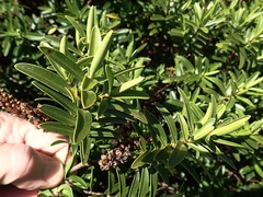 Veronica strictissima