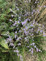 Limonium vulgare