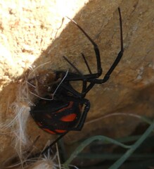 Latrodectus tredecimguttatus