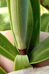 Veronica strictissima