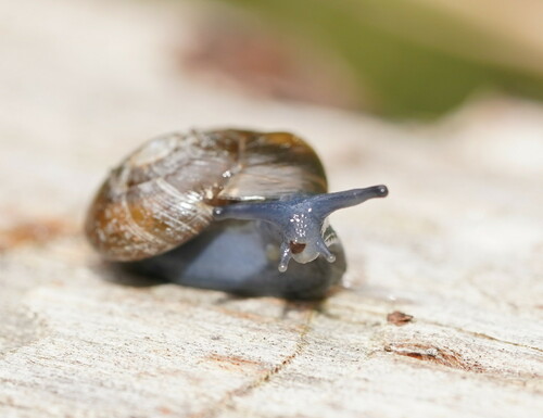 Garlic Snail, Melbourne VIC, Australia, photo 10 of 10
