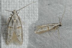 Symmocoides oxybiella