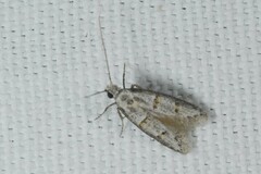 Symmocoides oxybiella