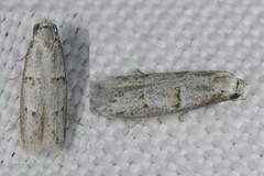 Symmocoides oxybiella