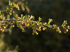 Dodonaea triangularis