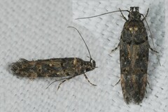 Teleiopsis diffinis