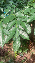 Amorphophallus