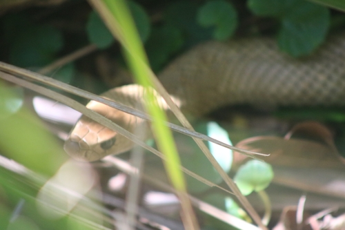 Eastern Brown Snake sighting
