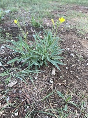 Diplotaxis tenuifolia