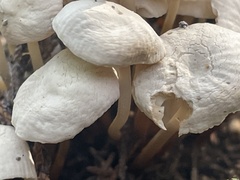 Marasmiellus candidus