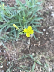 Diplotaxis tenuifolia