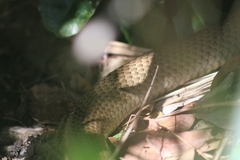 Pseudonaja textilis