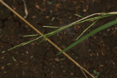 Glyceria notata
