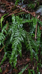 Microsorum scandens